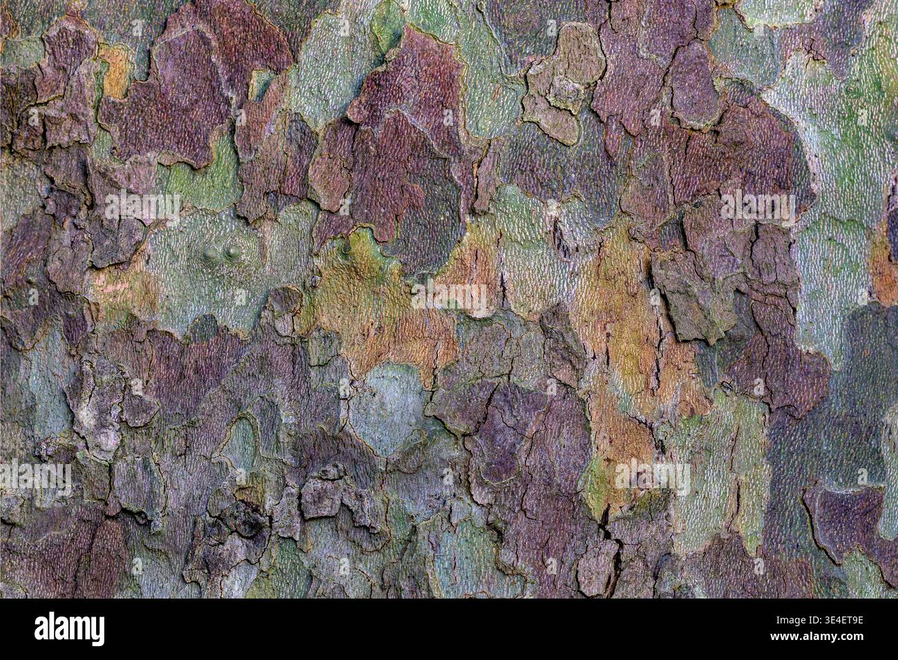 Gros plan texture abstraite de l'écorce du platane londonien avec des couches pelables et des motifs de nature, Bradford-on-Avon, Wiltshire, Royaume-Uni Banque D'Images