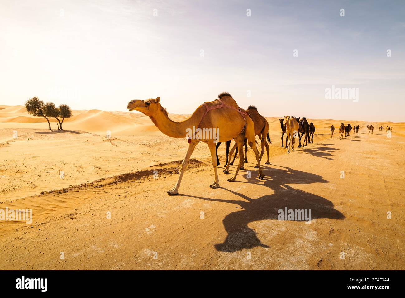Troupeau de chameaux marchant sur la route rurale contre les dunes de sable dans le désert d'Abu Dhabi, eau. Scène désertique traditionnelle, faune, voyage, paysage du moyen-Orient. Banque D'Images