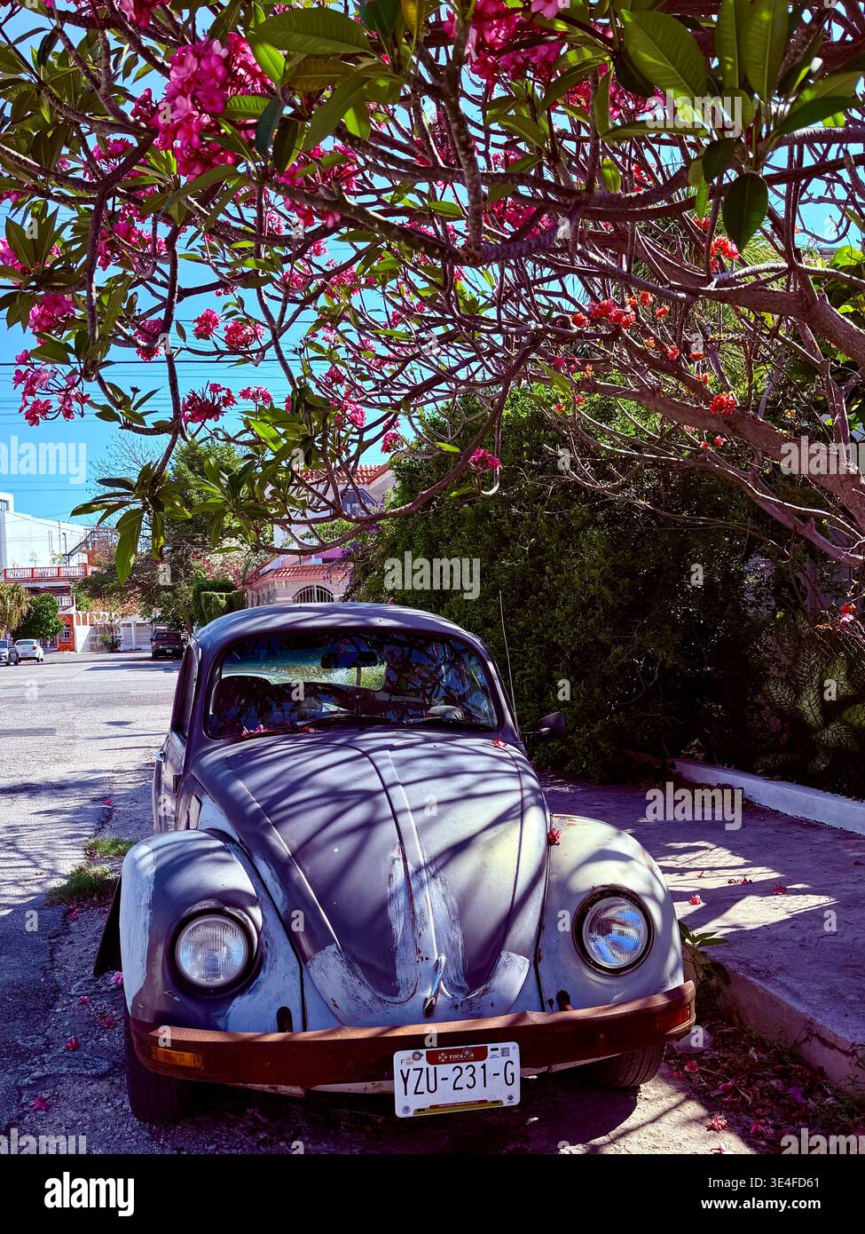 Une Volkswagen Beetle garée sous un arbre en fleurs à Mérida, Yucatán, Mexique Banque D'Images