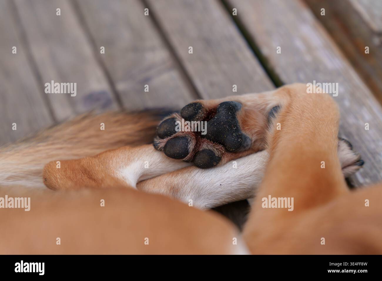 Coussinets de patte de chien avec coloration noire et brune sur la surface en bois Banque D'Images