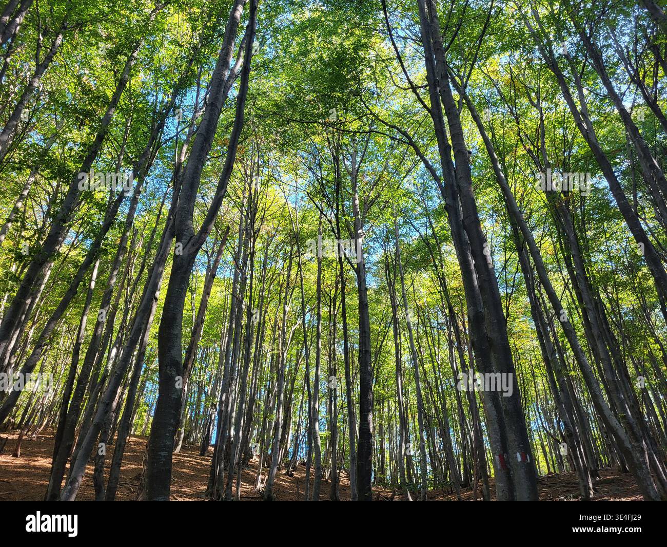 Scène de forêt printanière fraîche en Suisse capturée depuis une perspective basse regardant vers le haut dans un auvent ensoleillé de feuilles vertes luxuriantes. Banque D'Images