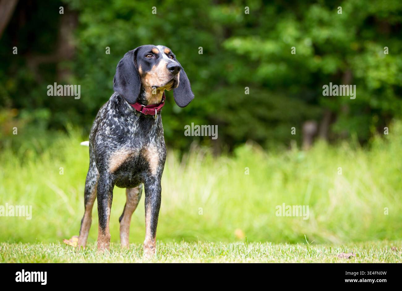 Un chien Bluetick Coonhound dehors portant un collier rouge debout dehors Banque D'Images