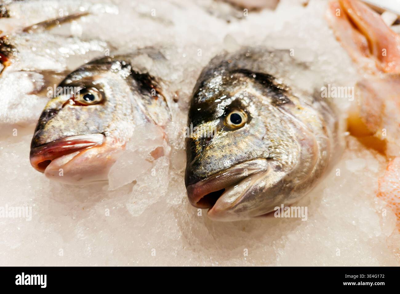 Comptoir dans le marché aux poissons. Dorade de Gilthead d'élevage. Madrid Banque D'Images