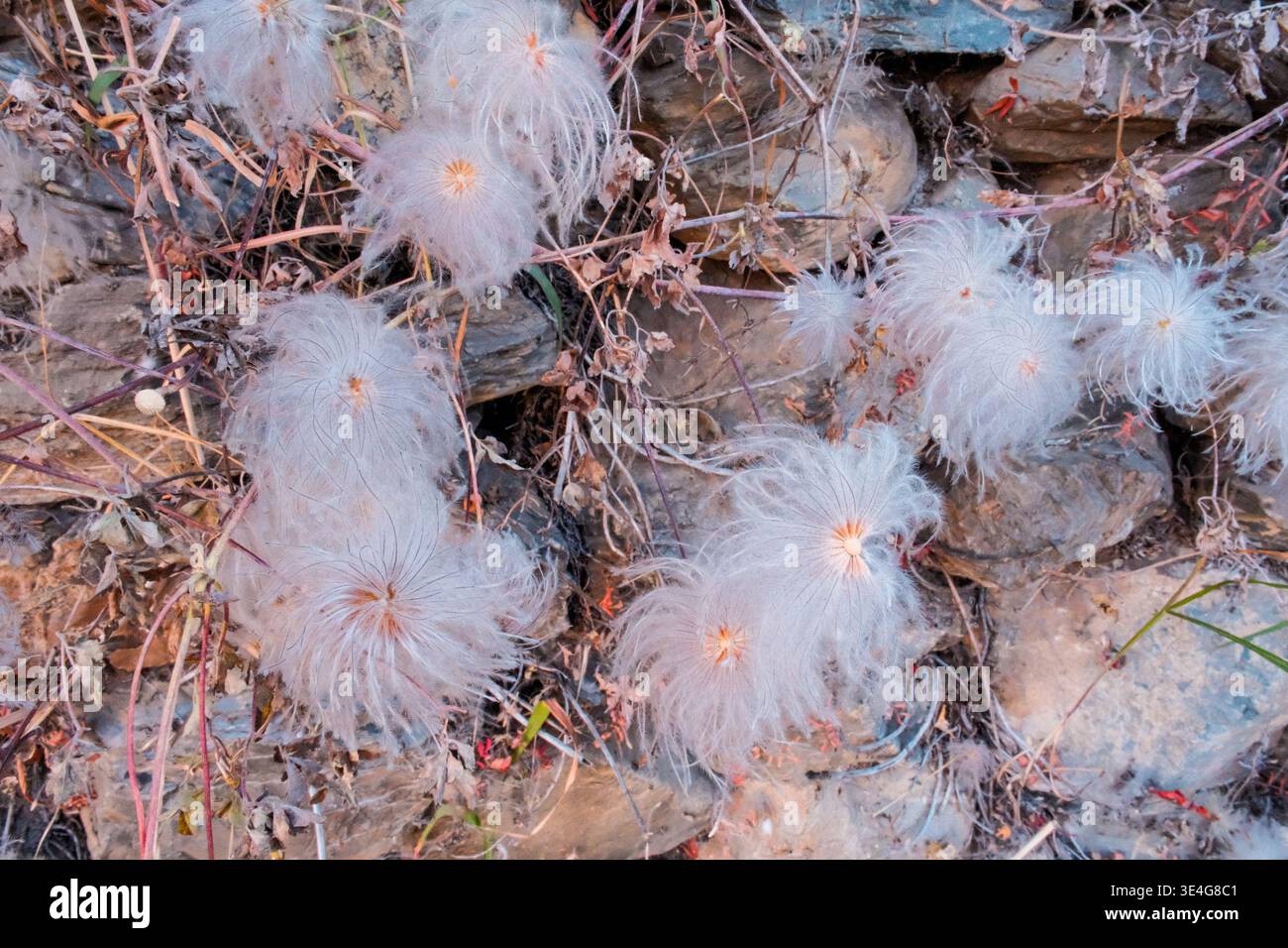 Vue macro détaillée de délicates graines de plantes alpines ressemblant au pissenlit regroupées parmi les roches sèches accidentées de l'Himalaya du Népal. Ce texte botanique naturel Banque D'Images