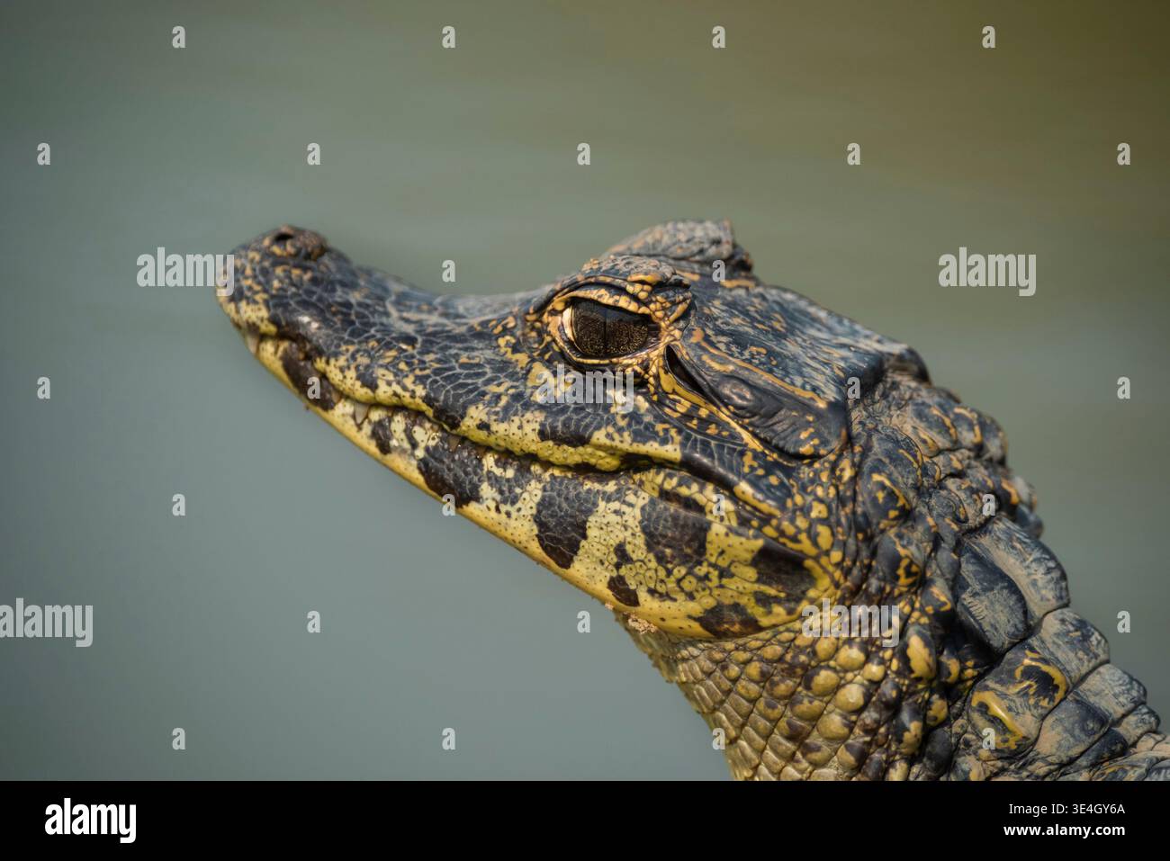 Caïman à museau large, (Caiman latirostris) bébé, en milieu humide Pantanal, Mato Grosso, Brésil. Banque D'Images