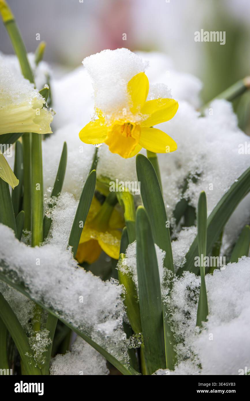 Fleurs de jonquille de narcisse jaune avec tige verte recouverte de neige blanche fraîche dans un coup de froid de fin d'hiver à Stallikon, printemps à Zurich, Suisse Banque D'Images
