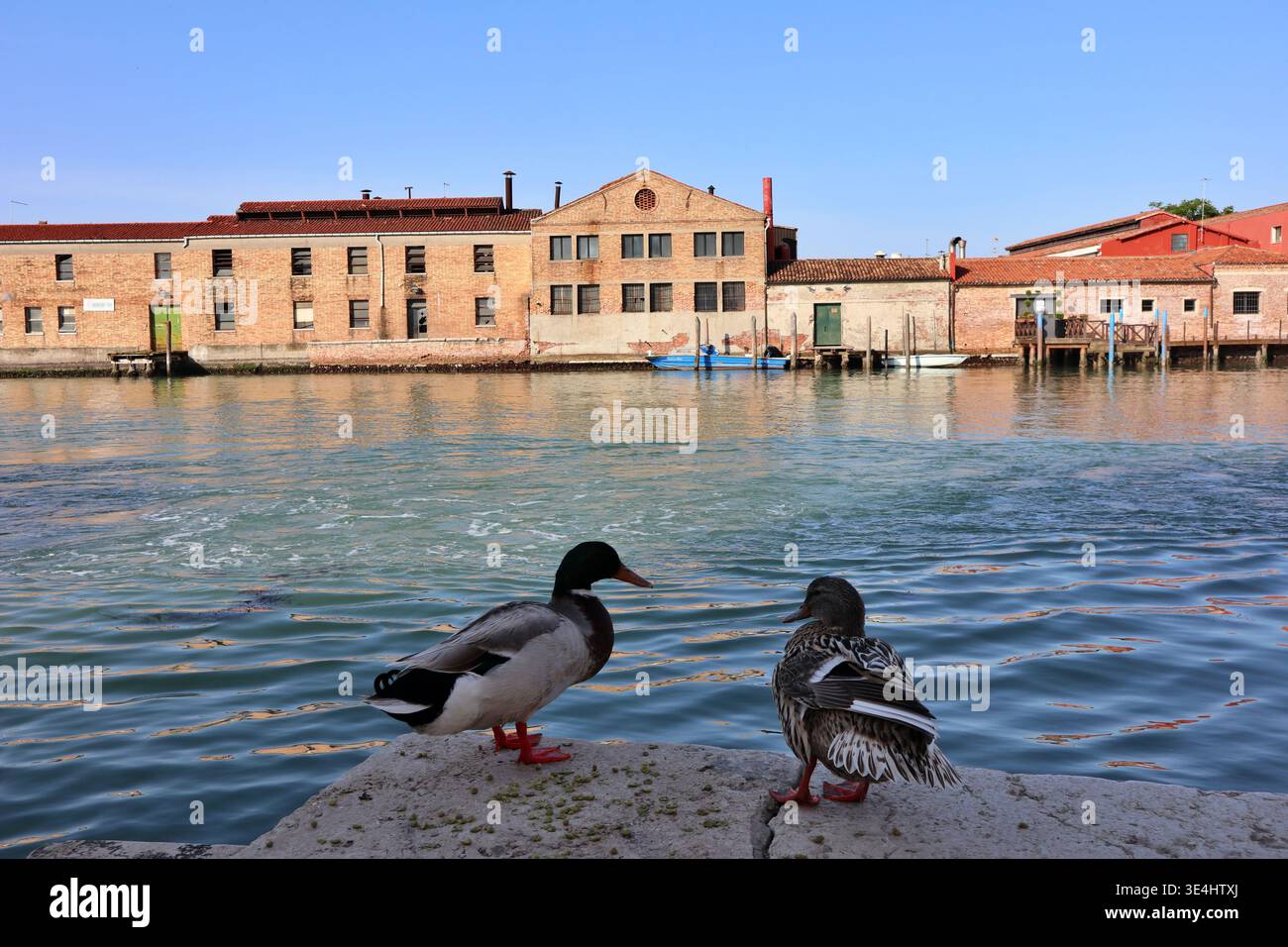 Une paire de canards le long du canal Grande di Murano (Grand canal de Murano) à Murano, Italie Banque D'Images