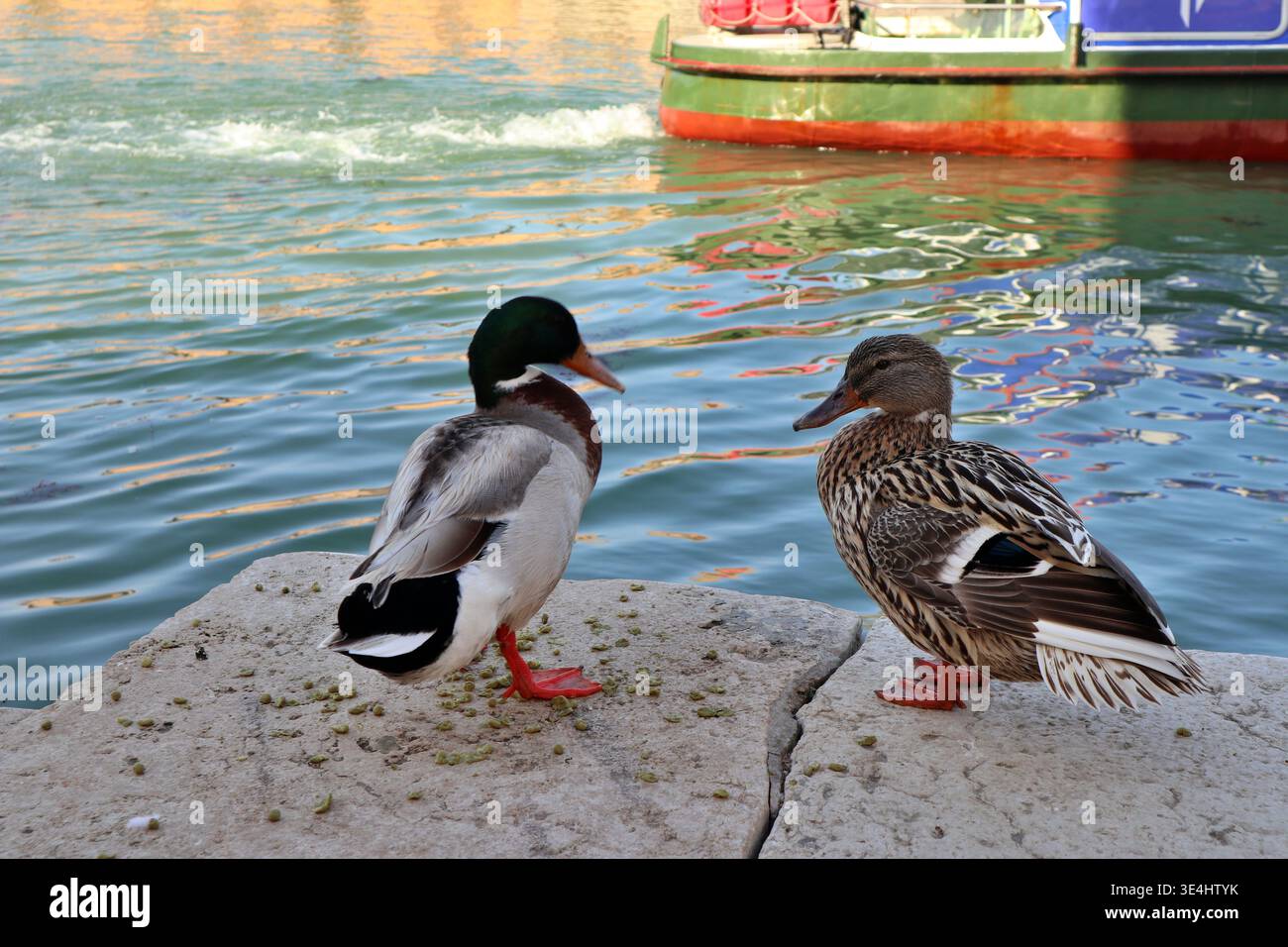 Une paire de canards le long du canal Grande di Murano (Grand canal de Murano) à Murano, Italie Banque D'Images