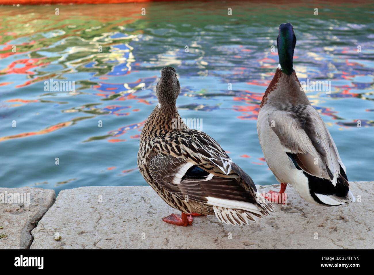 Une paire de canards le long du canal Grande di Murano (Grand canal de Murano) à Murano, Italie Banque D'Images