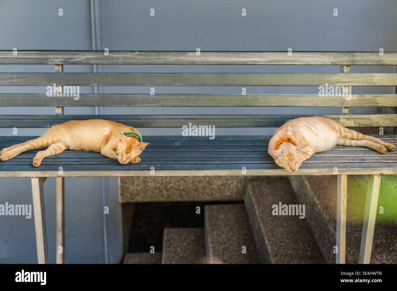 Deux chats gingembre dormant sur un banc en métal avec des colliers dans un cadre extérieur calme composition symétrique détendue Banque D'Images