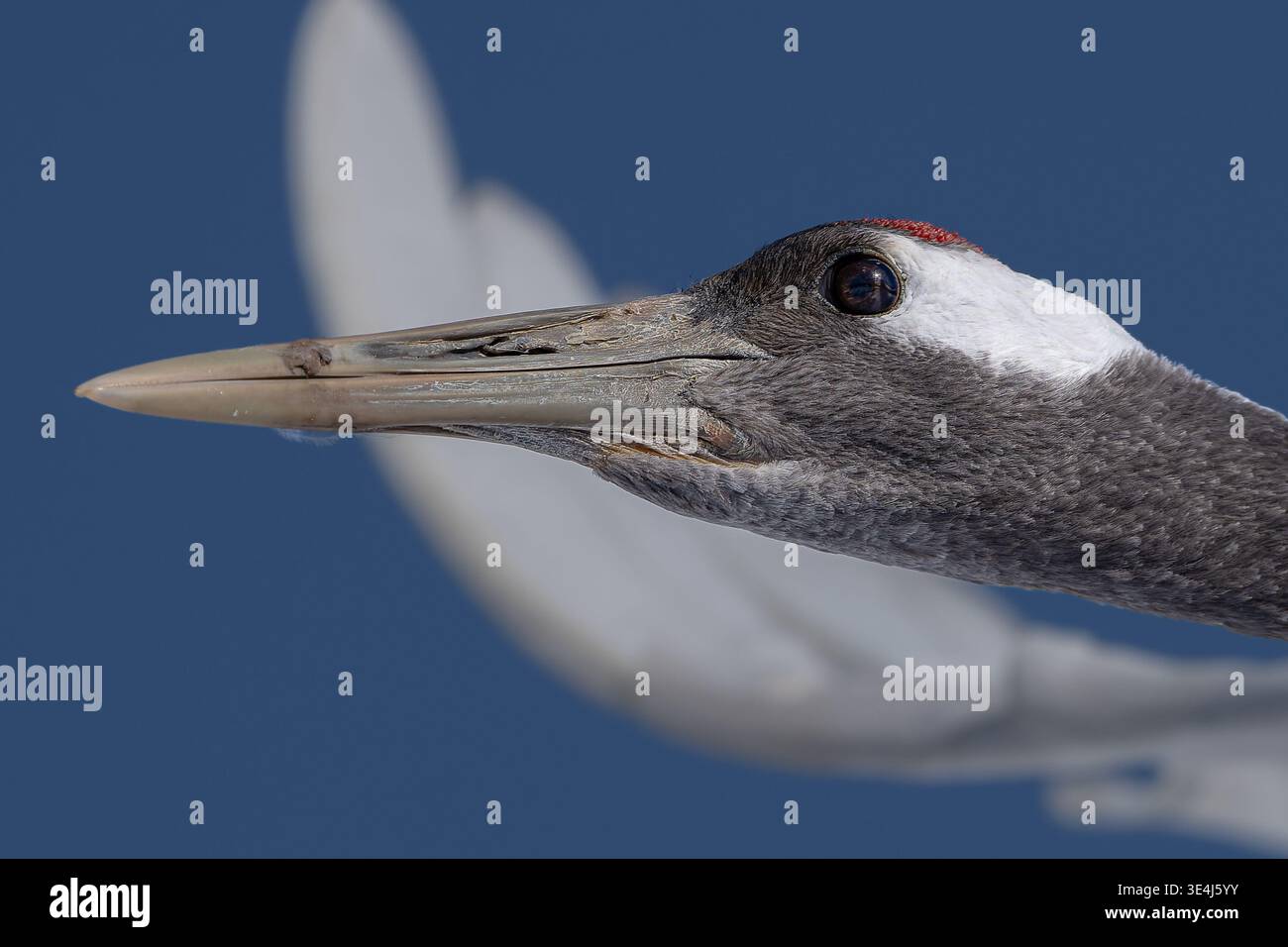 Tête de grue couronnée rouge gros plan en vol Banque D'Images