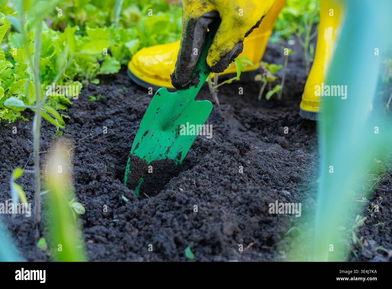 Une personne en bottes jaunes utilise une truelle de jardin verte pour cultiver le sol, entourée de plantes vertes luxuriantes, démontrant un jardinin durable et biologique Banque D'Images