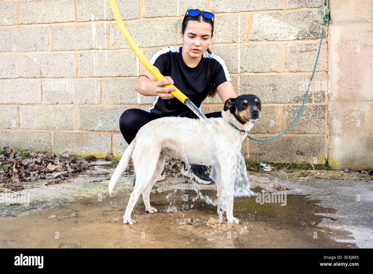 Un jeune adulte nettoie un chien à l'aide d'un tuyau dans un cadre extérieur. Le chien se tient patiemment tandis que l'eau se déverse sur son pelage près d'un mur de briques. La scène est n Banque D'Images
