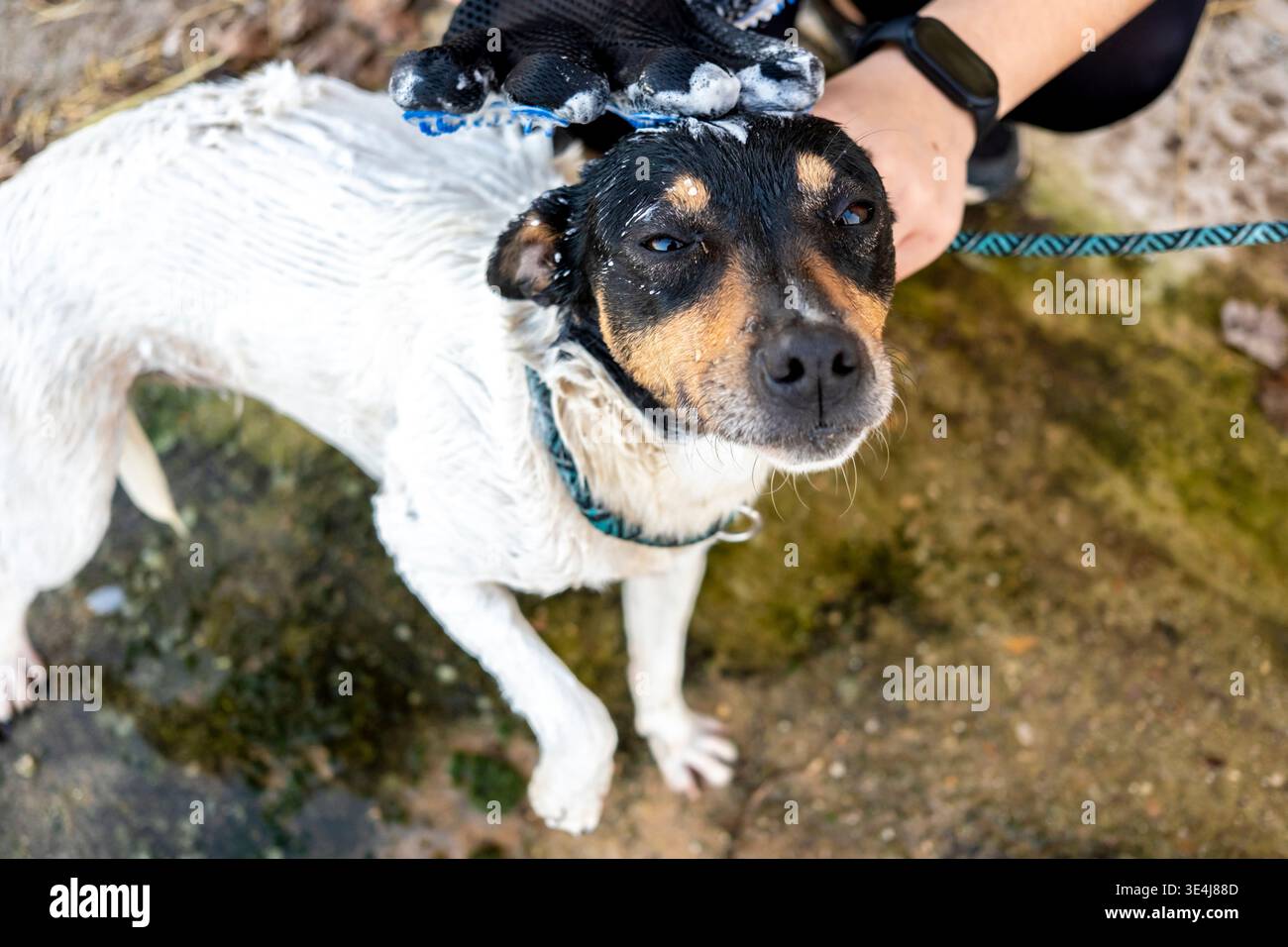 Un chien se tient heureux tout en obtenant un lavage en profondeur, couvert de mousse de savon, pendant un bain. Le chien semble détendu, assurant que son pelage reste propre et Banque D'Images