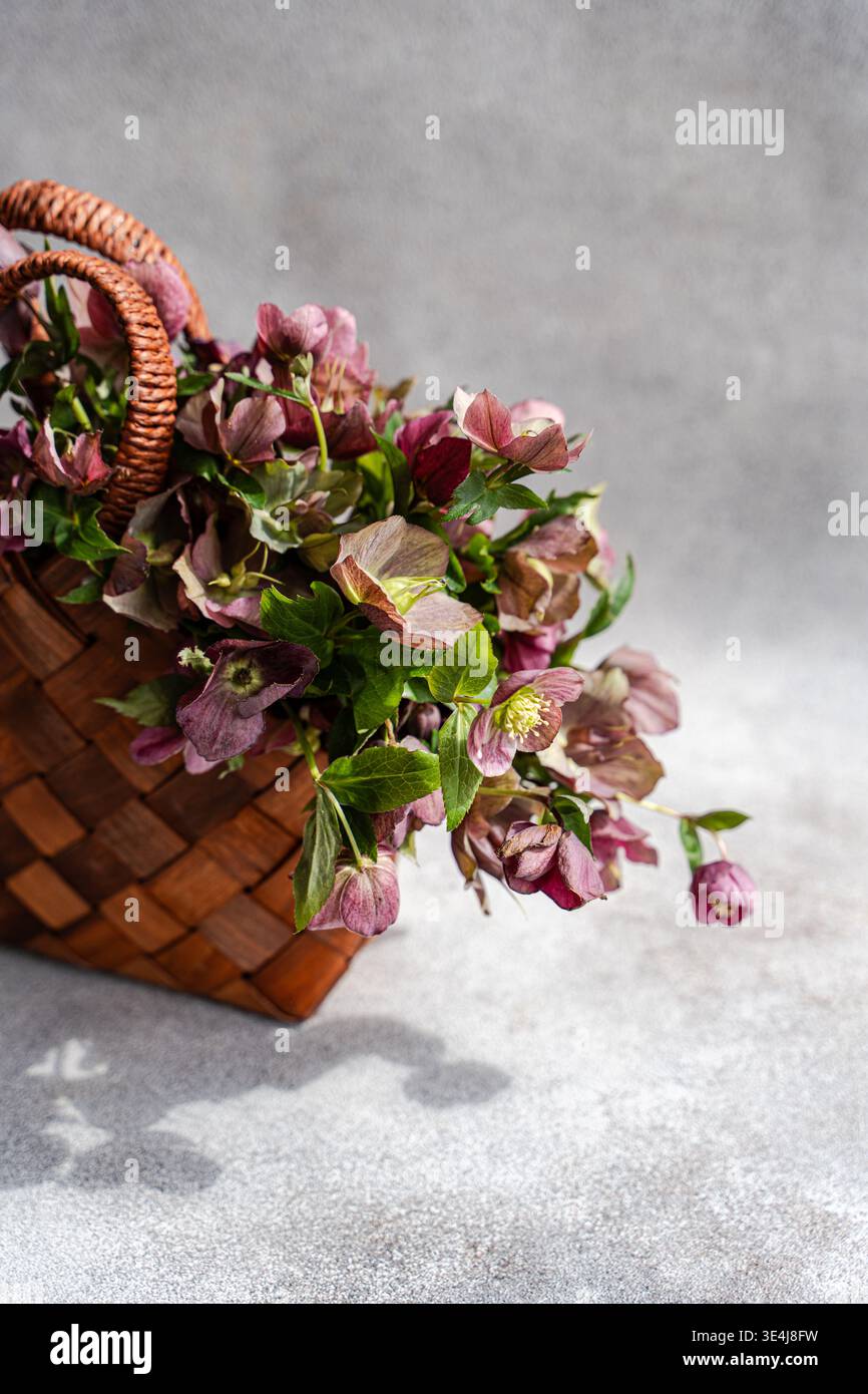 Panier tissé rustique sur une surface grise avec des fleurs d'hellebore fraîches et des feuilles vertes débordant, lumière naturelle douce et espace de copie, parfait pour Banque D'Images