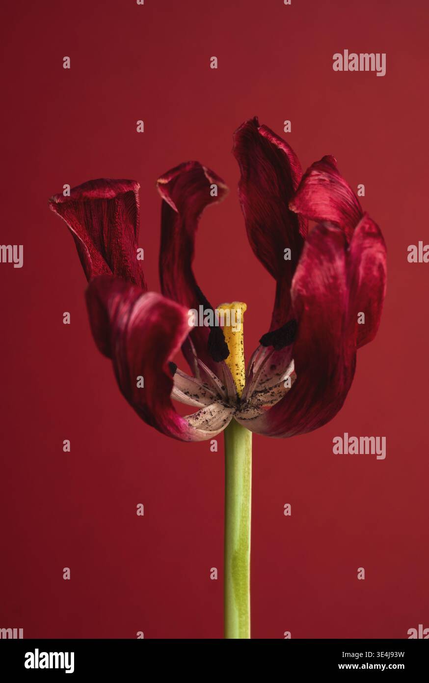 Une délicate tulipe rouge sèche se dresse sur un fond rouge vif, mettant en valeur ses pétales texturés et sa tige vibrante. La composition met en valeur le Be naturel Banque D'Images