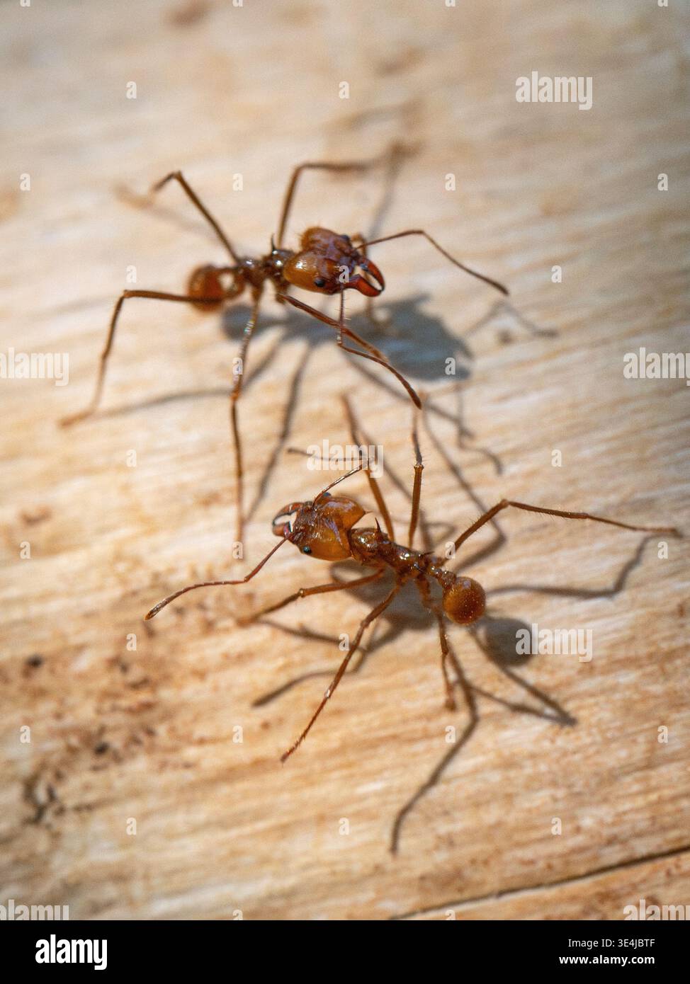 Macro gros plan de deux fourmis coupe-feuilles (fourmis cultivant des champignons) sur une surface en bois texturée. Banque D'Images
