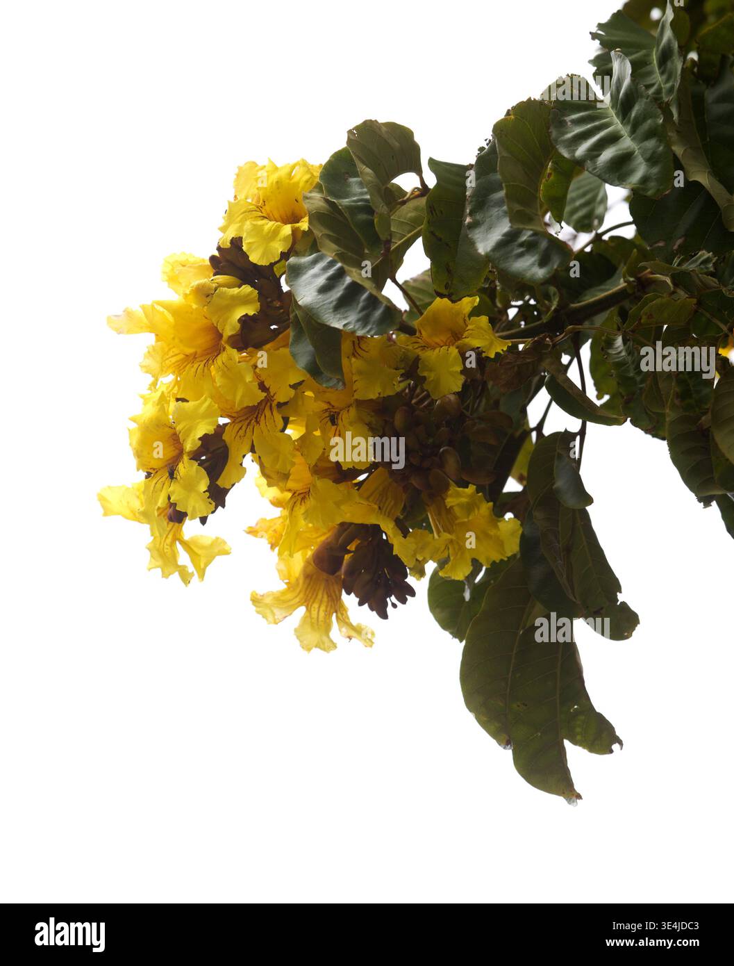 Inflorescences de fleurs jaunes de Markhamia lutea, tulipe du Nil Banque D'Images