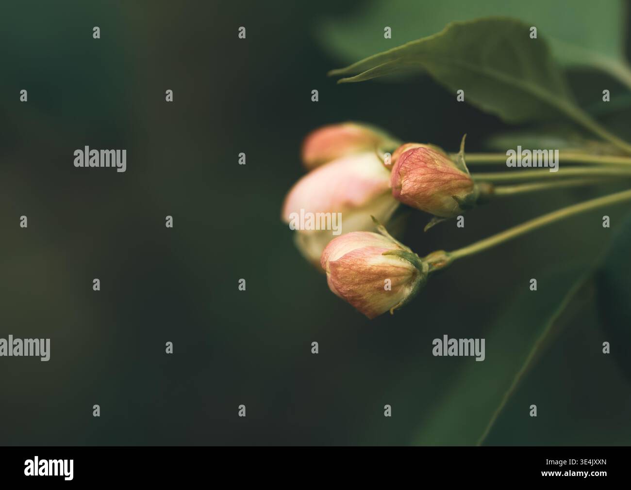 Fleurs de pomme sur un coucher de soleil avec place pour la macro de texte Banque D'Images