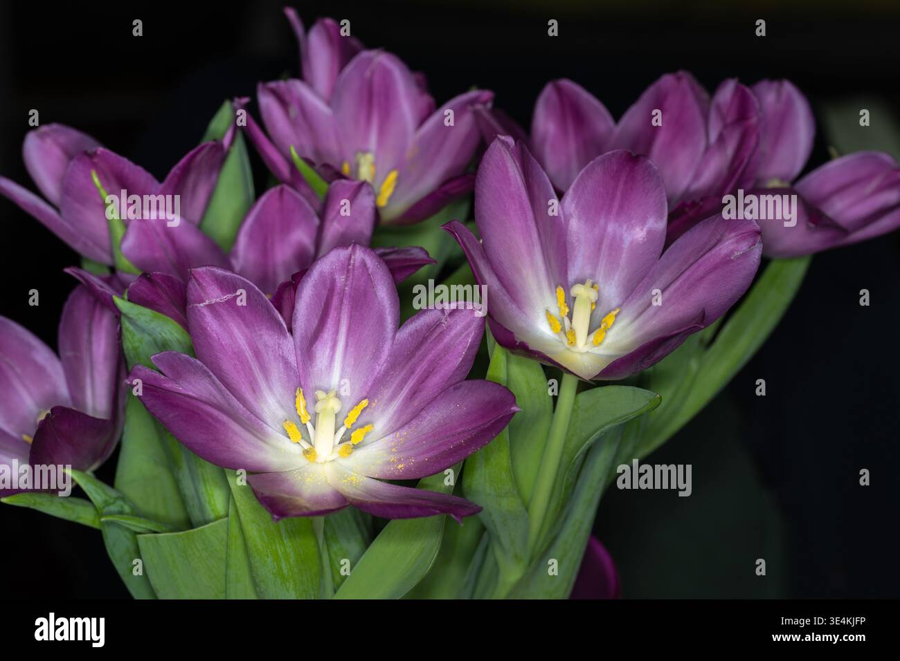 Gros plan de tulipes violettes éclatantes aux étamines jaunes, dont les pétales se déploient pour révéler leur beauté délicate. L'image capture l'essence o Banque D'Images