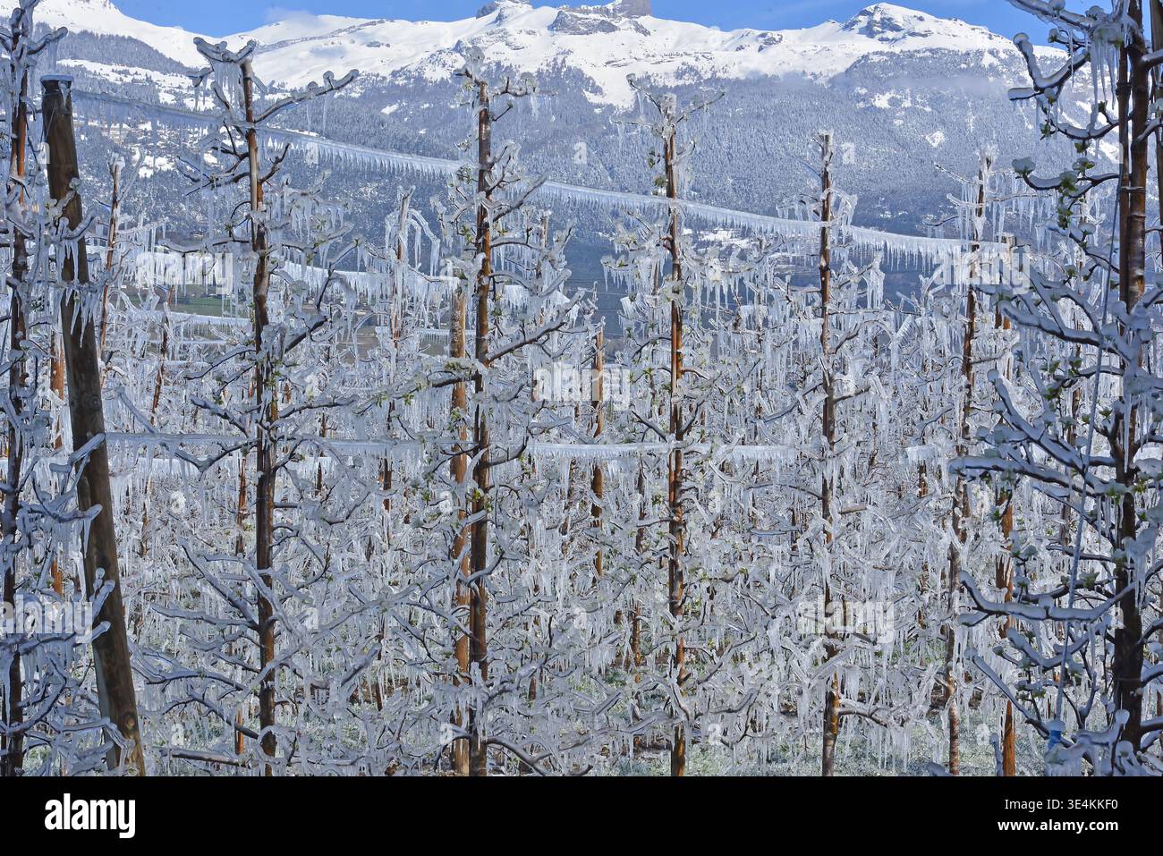 Glace couvrant les arbres fruitiers avec des glaçons avec des montagnes couvertes de neige en arrière-plan Banque D'Images
