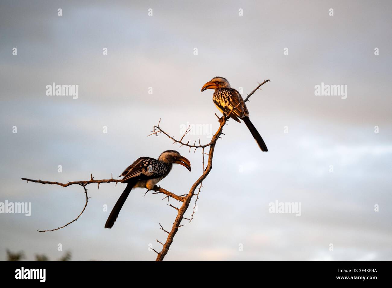 Hornbill paire contre Moody Sky, One Bird agissant comme belvédère territorial sur High Twig tandis que d'autres relevés diminuent Banque D'Images
