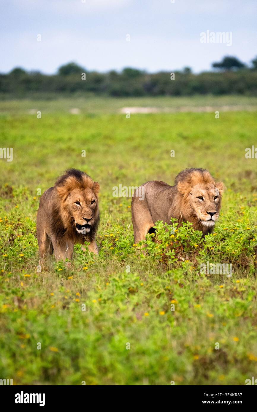 Deux Lions mâles marchant à travers Green Grass, une marche de coalition coordonnée à travers Open Veld, Synchronized Stride Banque D'Images