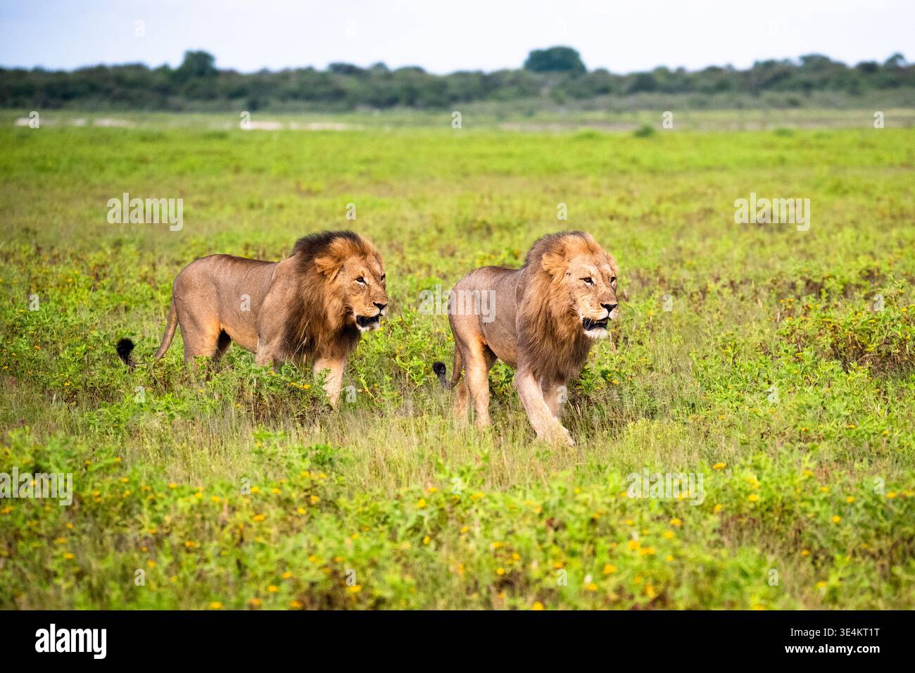 Deux Lions mâles adultes traversant l'herbe ouverte, marche stable et posture confiante, avance synchronisée. Namibie, Afrique Banque D'Images