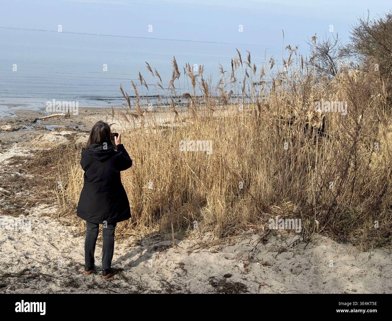Schilfrohr Frau fotografiert Schilfrohr am Priwall Strand in Travemünde mit dem Handy / femme photographiant des roseaux avec un smartphone sur la plage de Priwall à Travemünde, 25.3.2026 *** femme roseau photographiant des roseaux avec un smartphone sur la plage de Priwall à Travemünde femme photographiant des roseaux avec un smartphone sur la plage de Priwall à Travemünde, 25 3 2026 Banque D'Images