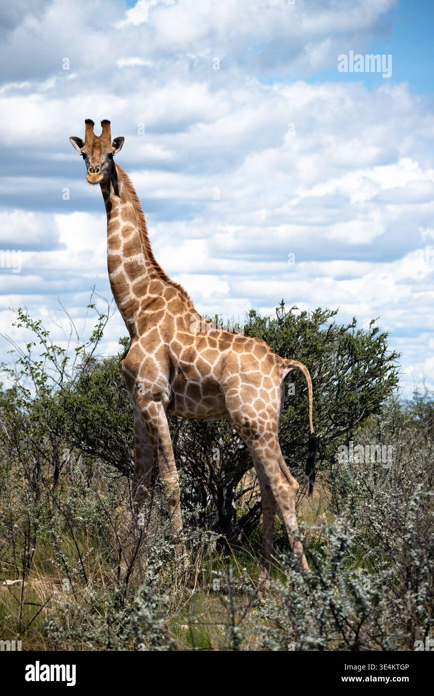 Tall Giraffe debout contre le ciel nuageux, long cou Silhouette au-dessus du Bush épineux, contraste lumineux, croustillant Banque D'Images