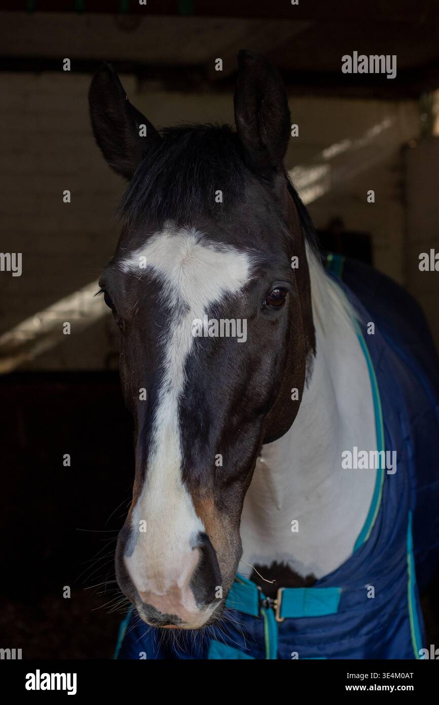 Un portrait en gros plan d'un cheval pie noir et blanc portant une couverture stable bleue, regardant directement l'appareil photo dans un box d'écurie. Banque D'Images