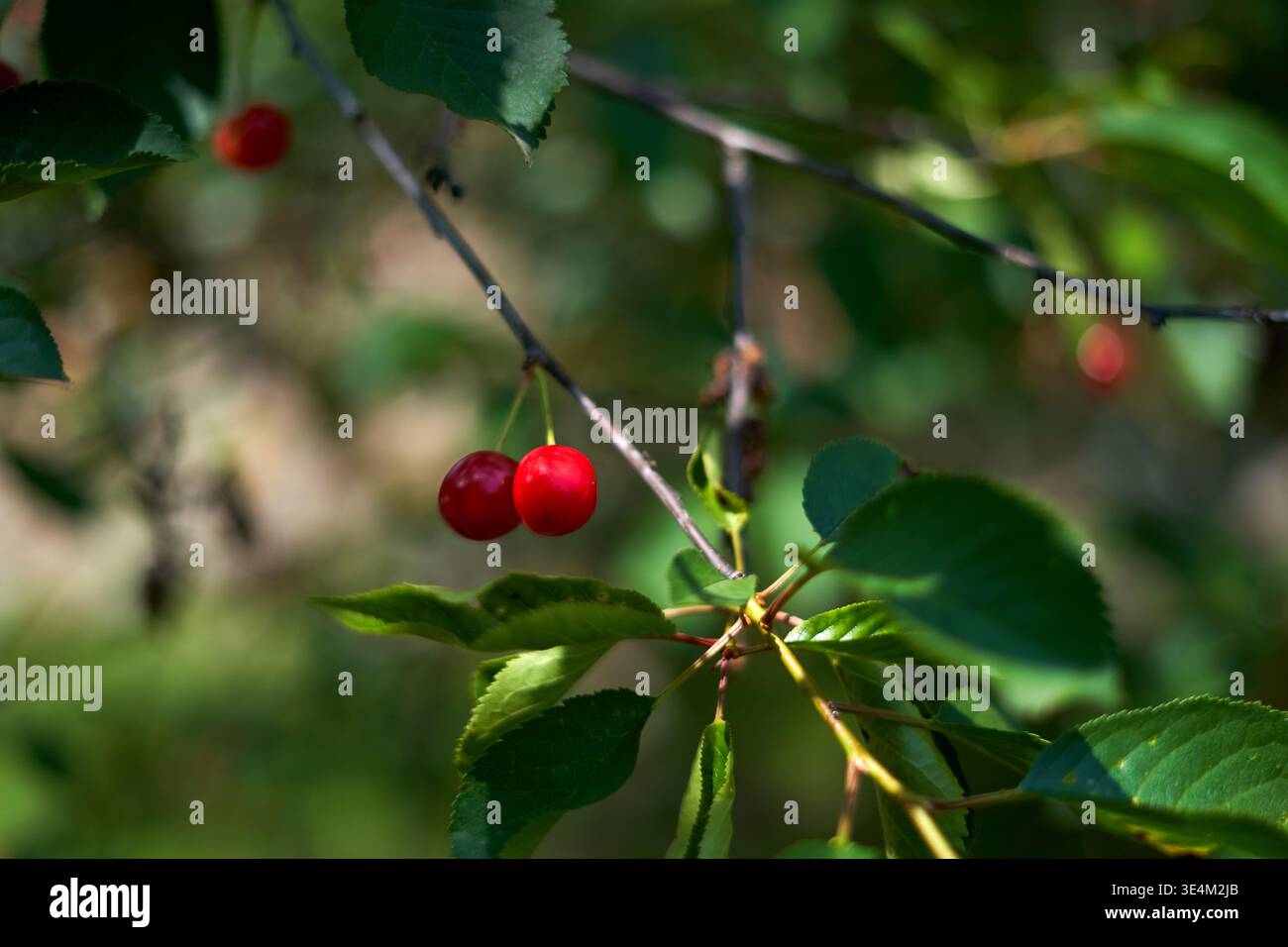 Une photographie rapprochée de cerises rouges mûres et éclatantes suspendues à une branche d'arbre mince au milieu de feuilles vertes luxuriantes. L'image présente une faible profondeur de Banque D'Images