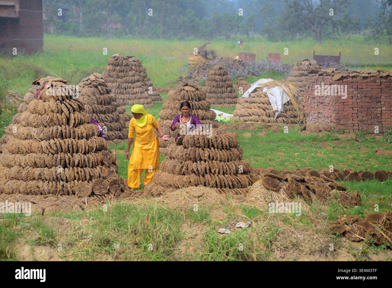 Gâteaux de bouse de vache au village de Bahoranpur Kalan, Uttar Pradesh, Inde. Banque D'Images
