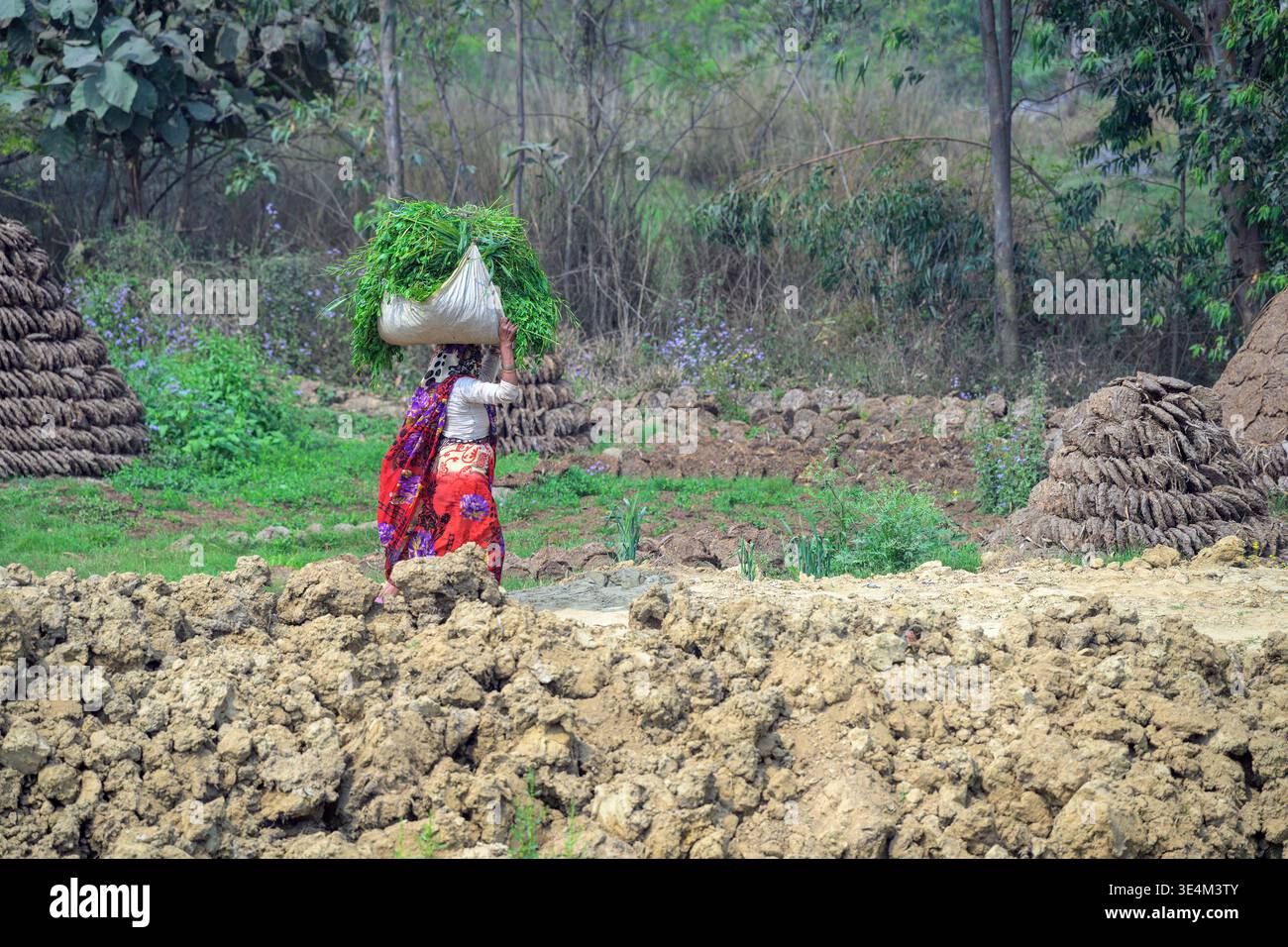 Porter de l'herbe pendant que la bouse de vache sèche au soleil. Photo du village de Bahoranpur Kalan, Uttar Pradesh, Inde. Banque D'Images