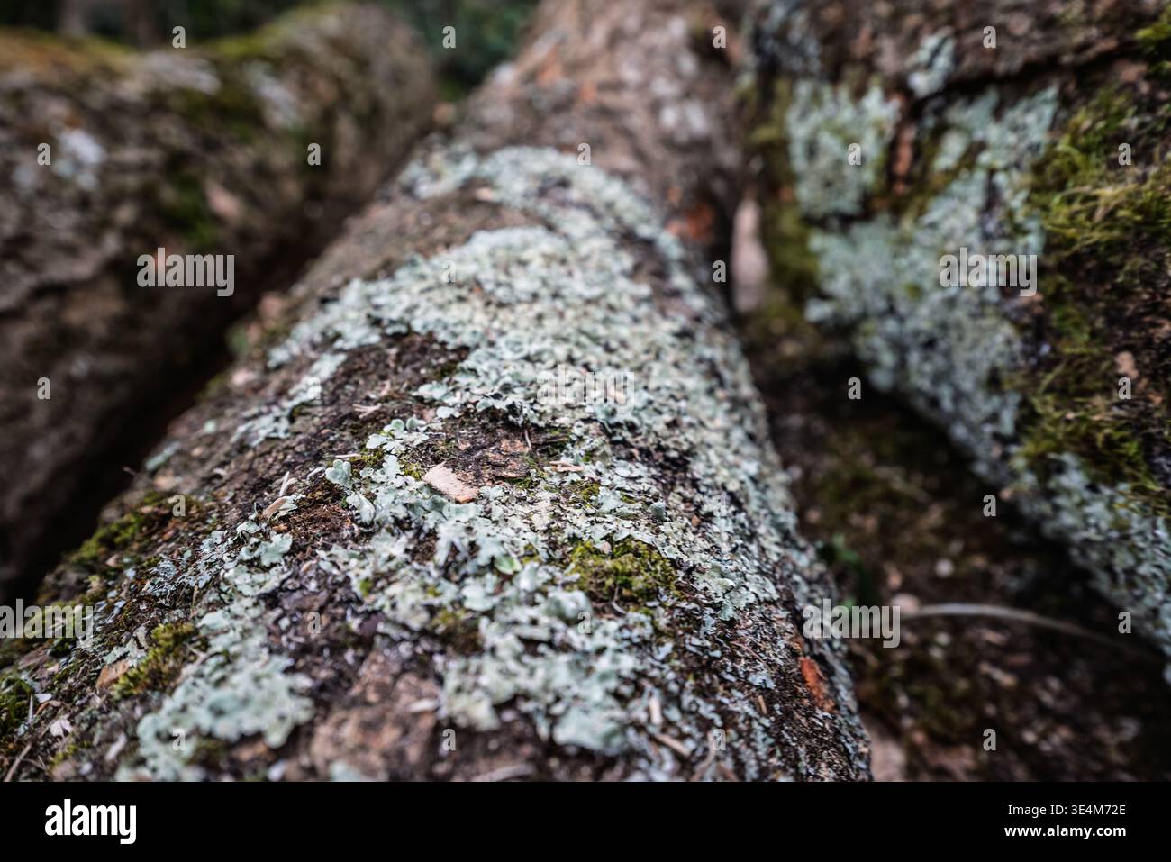Bûches tombées dans une forêt, richement texturées de mousse verte et de lichen pâle, illustrant la lenteur artistique de la nature et le cycle continu de décomposition. Banque D'Images