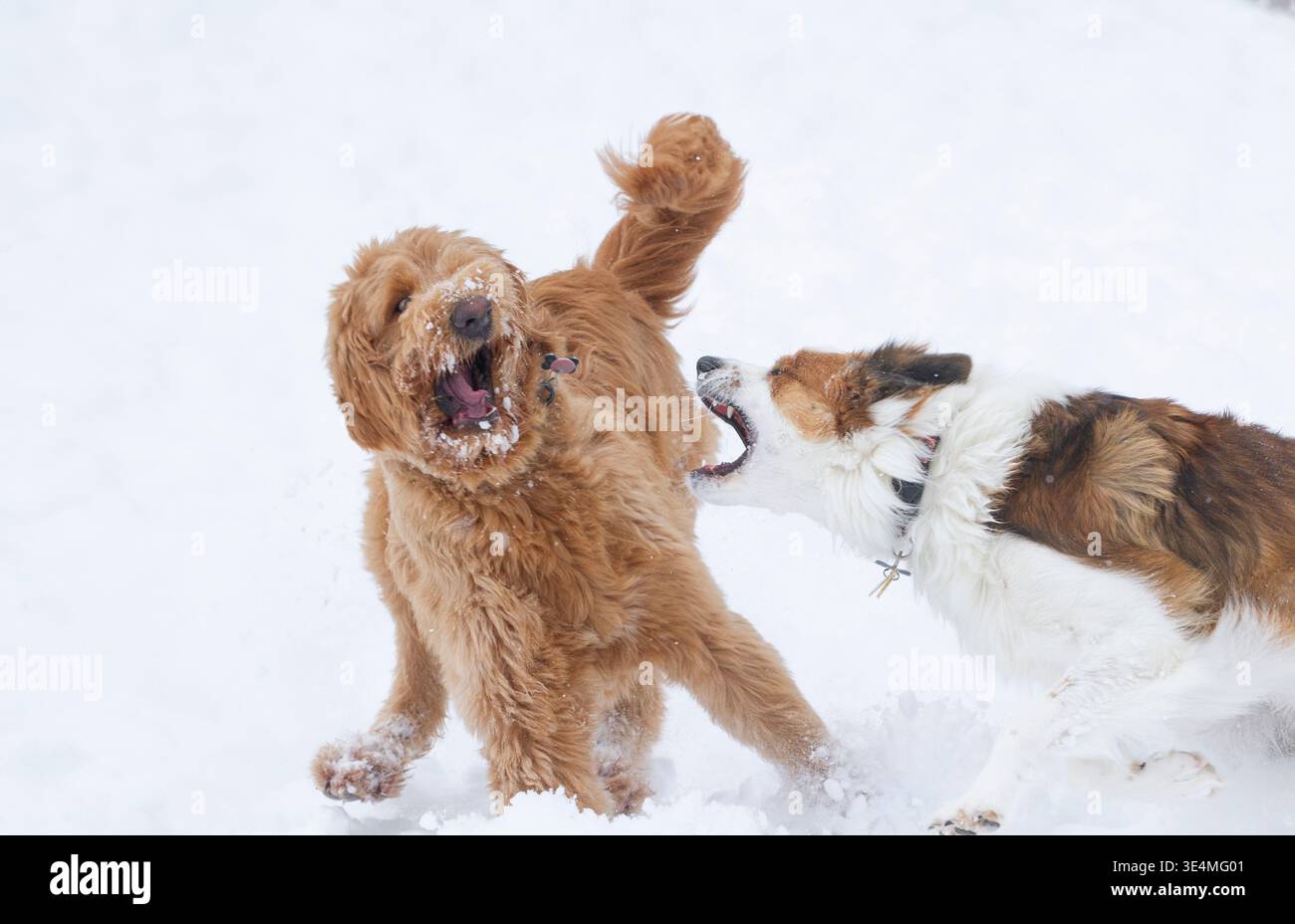 Deux chiens jouant dans la neige hivernale. Banque D'Images