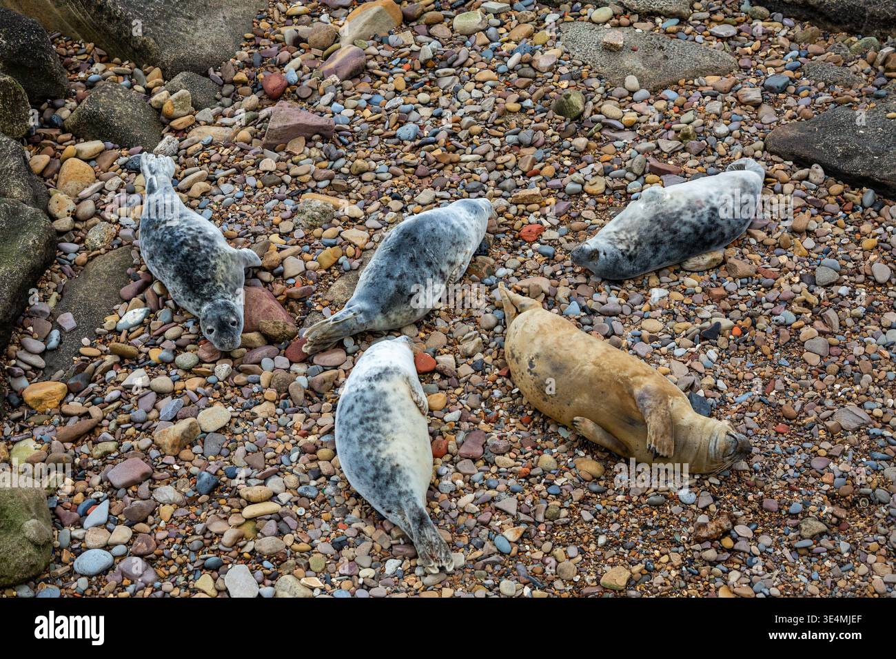 Cinq phoques se reposant, dormant et grattant sur les rochers au large de la côte nord-est de l'Angleterre dans la réserve naturelle du phare de St Mary en mars Banque D'Images