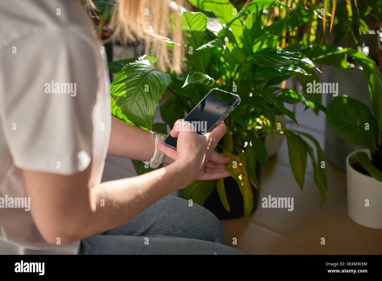 Femme tenant smartphone et touchant la feuille jaune de lis de paix dans le pot à l'intérieur. Concept d'entretien des plantes d'intérieur, d'inspection des plantes et d'assistance mobile Banque D'Images