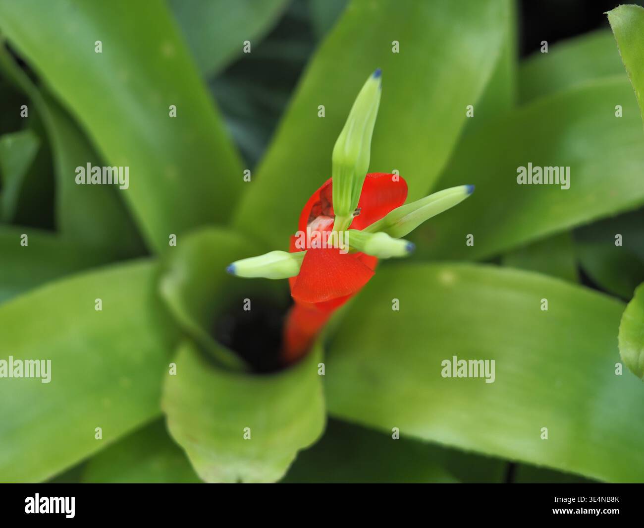 Gros plan de la plante Nidularium avec vue sur la fleur en haut Banque D'Images