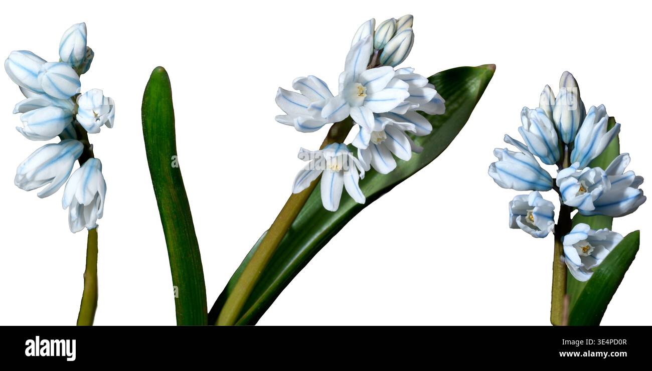 Puschkinia scilloides fleurit au début du printemps avec de beaux pétales blancs. Banque D'Images