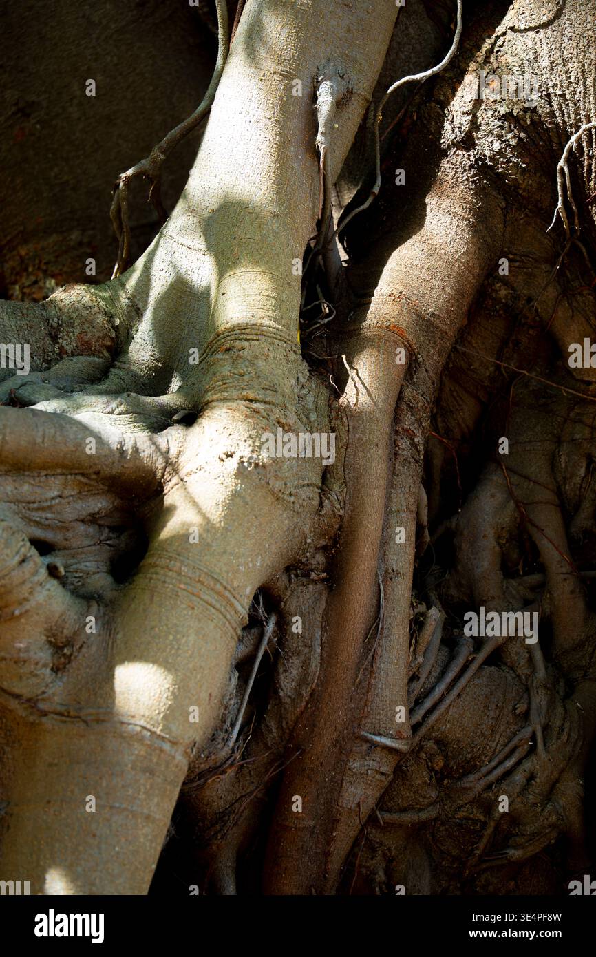 Le tronc et les routes d'une figue de Port Jackson (Ficus,rubiginosa) s'entrelacent dans le soleil et l'ombre, poussant sur la ligne de rivage du port de Sydney en Australie Banque D'Images
