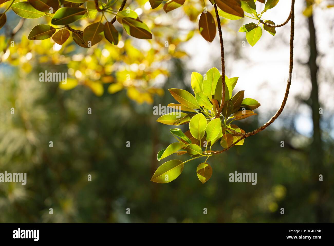 Les feuilles et les extrémités des branches d'une figue de Port Jackson (Ficus rubiginosa) poussant sur le rivage du port de Sydney en automne en Australie Banque D'Images