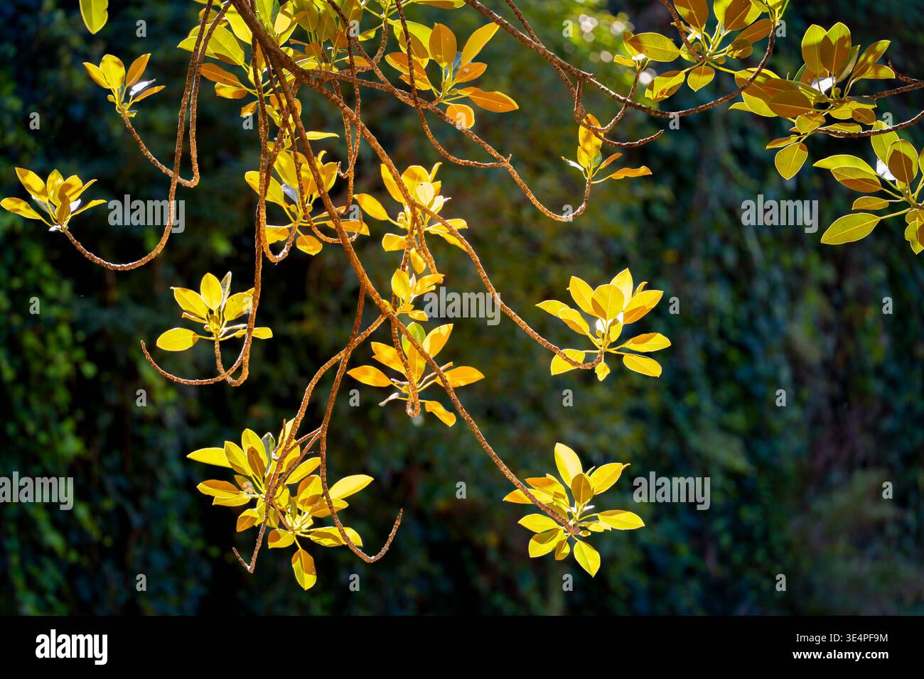 Les feuilles et les extrémités des branches d'une figue de Port Jackson (Ficus,rubiginosa) pendante au soleil, poussant sur la ligne de rivage du port de Sydney en Australie Banque D'Images