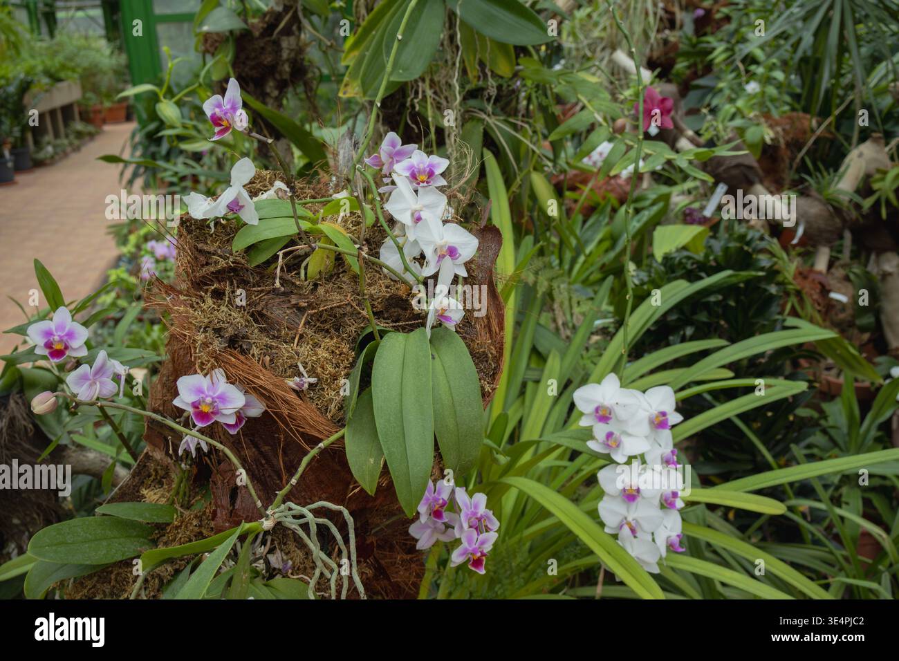 De belles orchidées blanches et violettes fleuries poussant sur un support naturel de coque de noix de coco dans un intérieur luxuriant de serre tropicale Banque D'Images