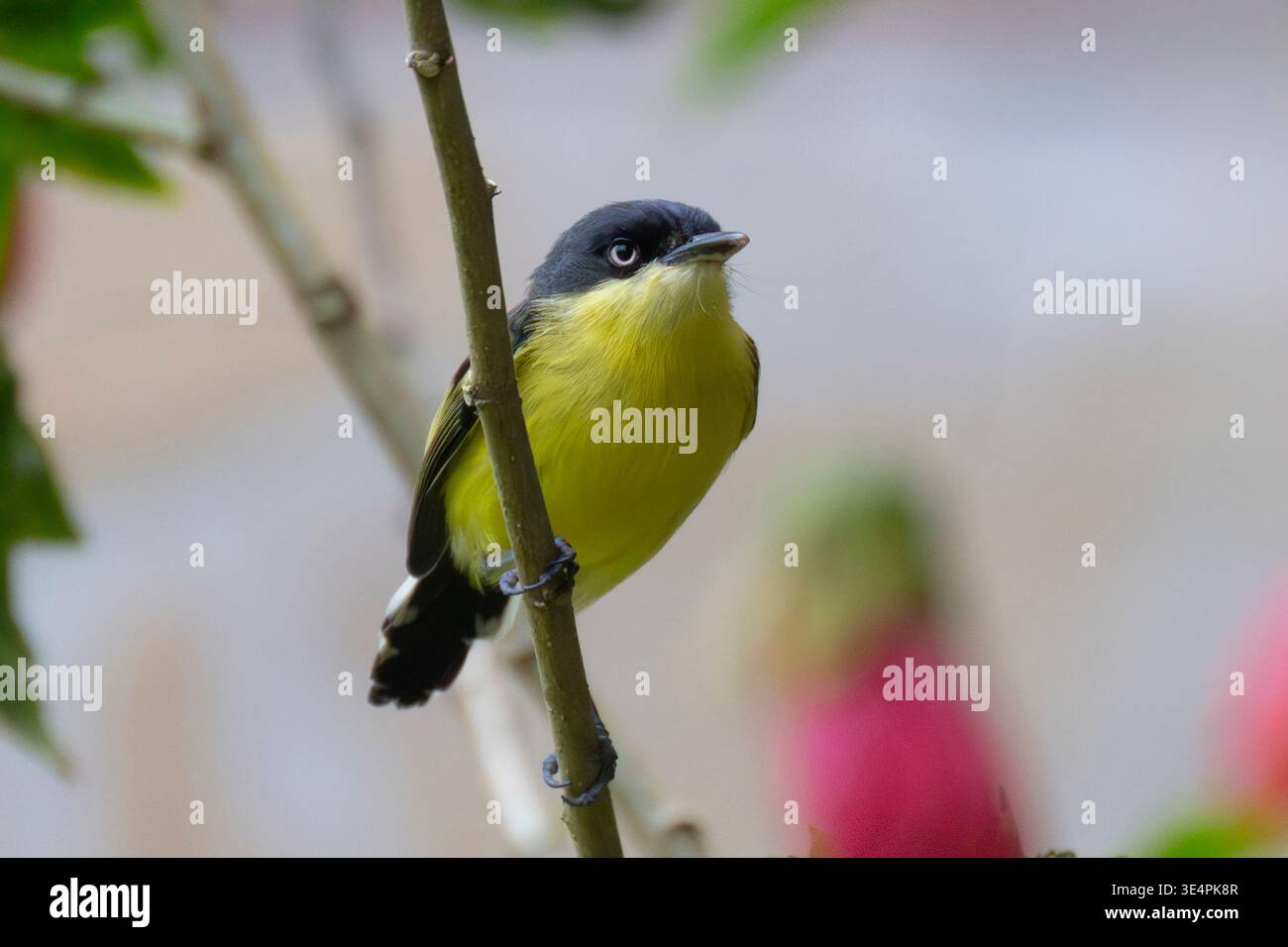 Tody-mouche commune (Todirostrum cinereum) perché sur une brindille, Costa rica Banque D'Images