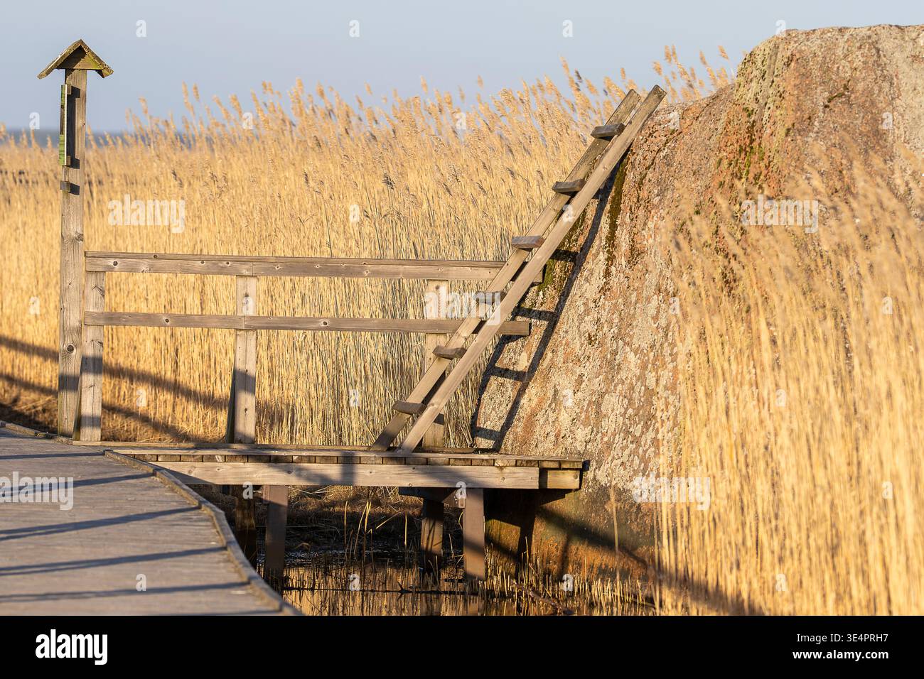 Promenade en bois et échelle le long d'un lit de roseaux côtier, sentier paisible dans la nature dans une lumière dorée chaude. Sentier d'étude côtier pittoresque avec plate-forme en bois. Banque D'Images