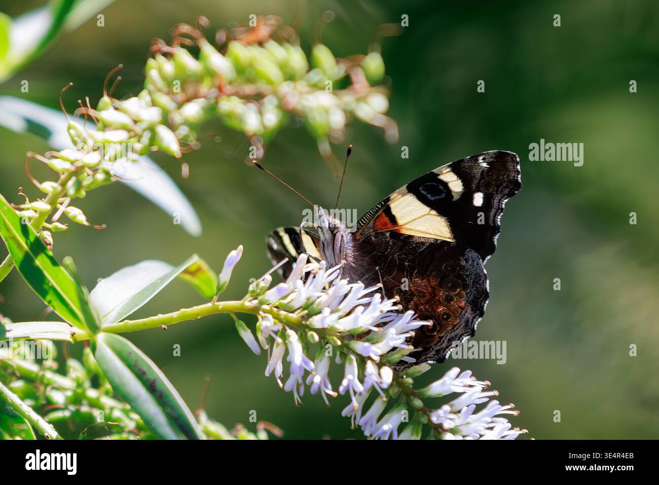 Papillon amiral rouge (Vanessa gonerilla) se nourrissant de fleurs indigènes, Zealandia, Wellington, Nouvelle-Zélande Banque D'Images