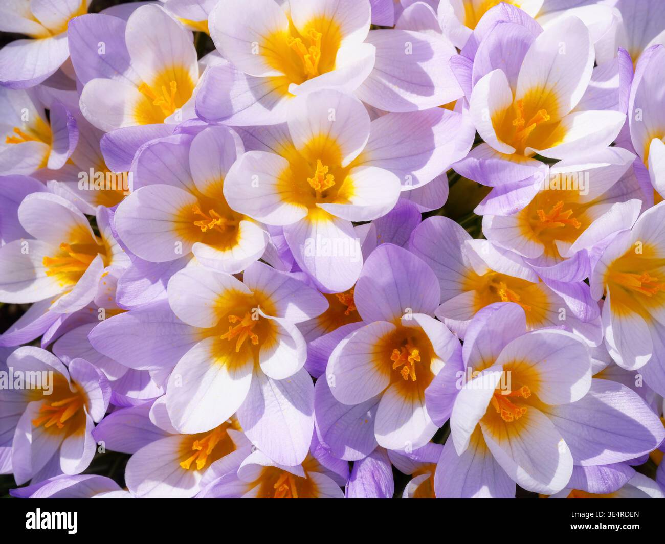 Gros plan du purple crocus fleurs fleurs Banque D'Images