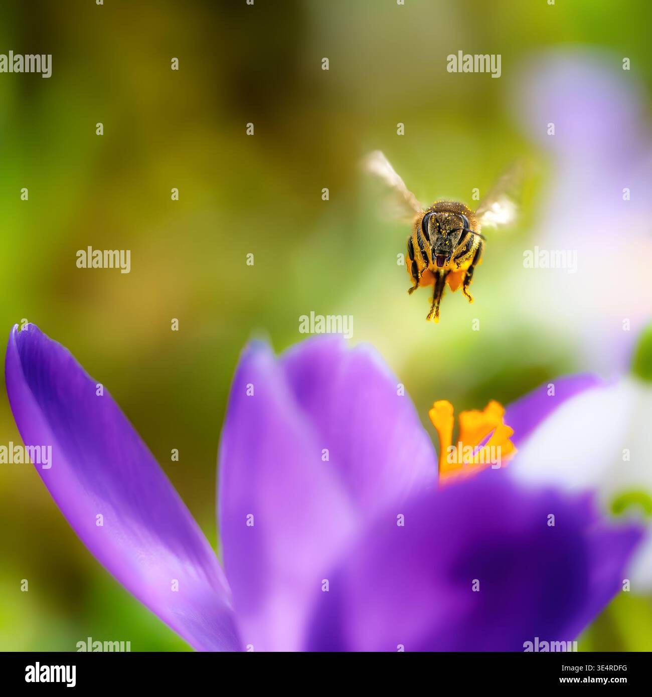 Macro d'une abeille volant à une fleur de crocus pourpre floraison Banque D'Images