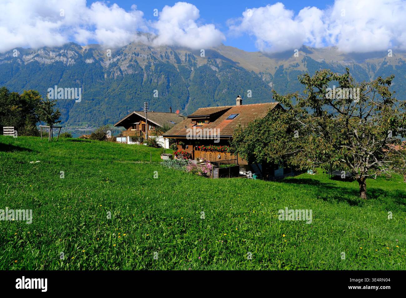 Iseltwald, Suisse-Oct.1st 2025 : chalets suisses traditionnels, prairies verdoyantes et Alpes. Banque D'Images